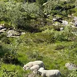 Family Near Alsheia Area In * Tonstad